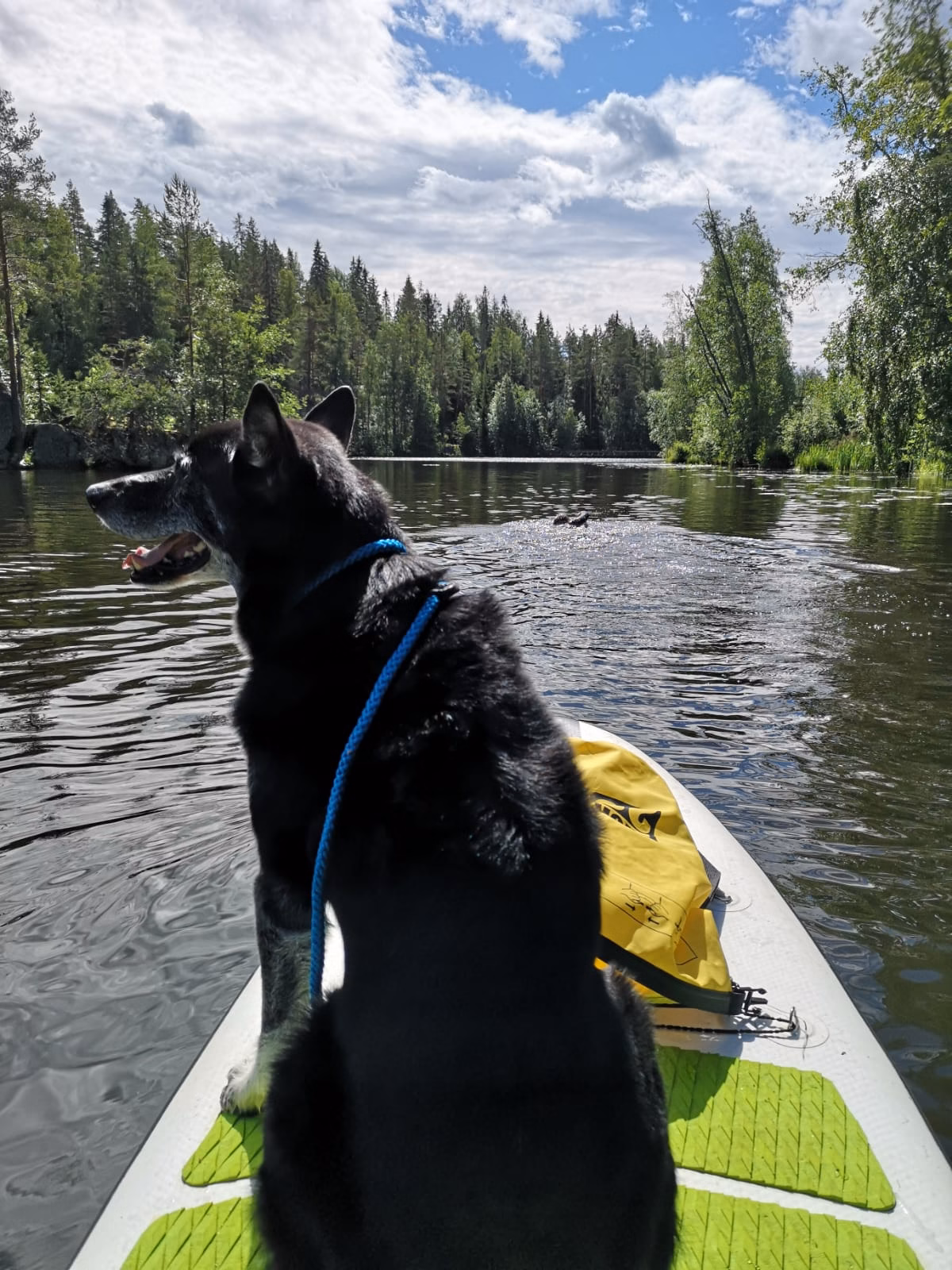 Miska sup-laudalla